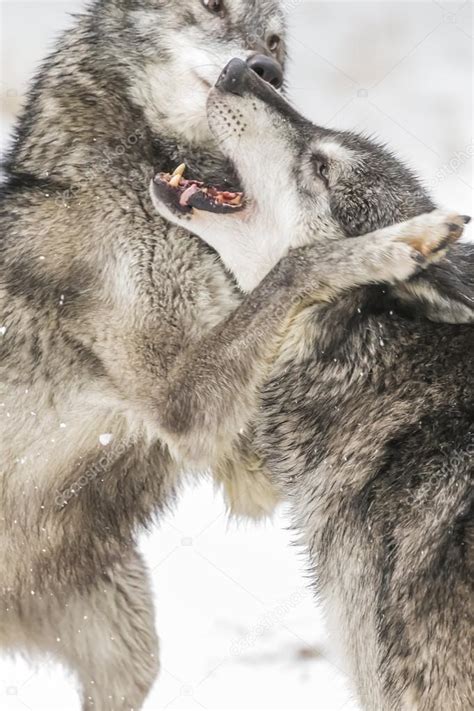 Tundra Wolves In A Snowy Environment — Stock Photo © actionsports #92182784