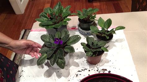 tutorial video of african violets propagation and repotting-part-2 ...