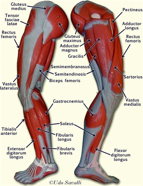 Muscle Anatomy Chart New Upper Leg Muscles Anatomy Human Anatomy ...