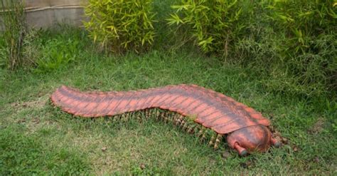 Meet the 8-Foot Giant Millipede That Once Roamed the Earth - A-Z Animals