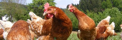 Life Expectancy of Chickens - FOUR PAWS International - Animal Welfare Organisation