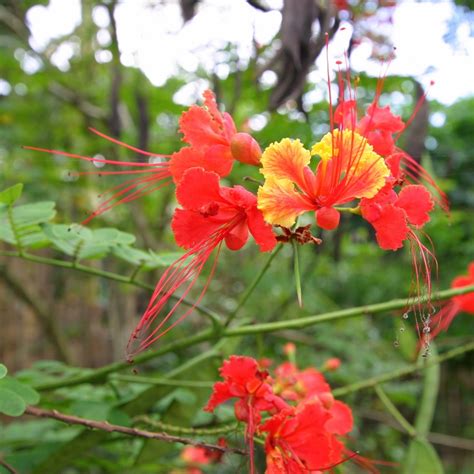 Tamarind flowers - Theayurveda