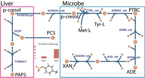 Analysis of liver-microbiome interactions connects host (liver) and gut ...