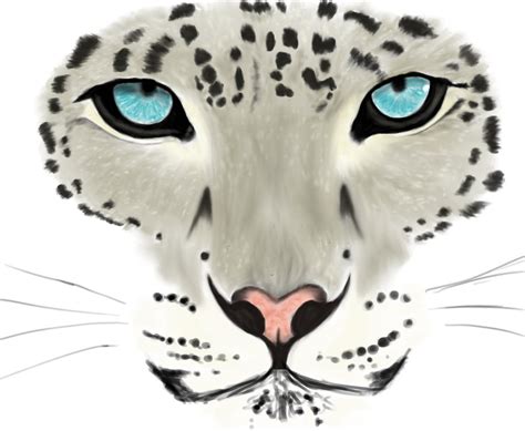 Snow Leopard - Sketch by LightShattered on DeviantArt