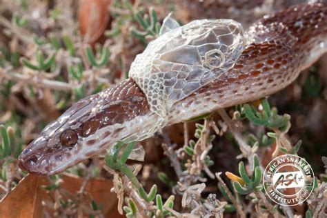 Identifying Snake Skins - African Snakebite Institute