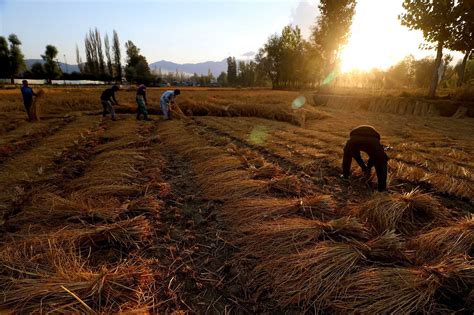 In Pictures: Kashmir's Paddy Harvesting