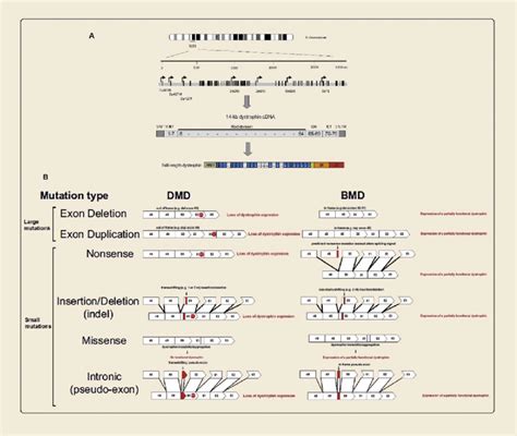 (A) On the top; schematic outline of the dystrophin gene, located in... | Download Scientific ...