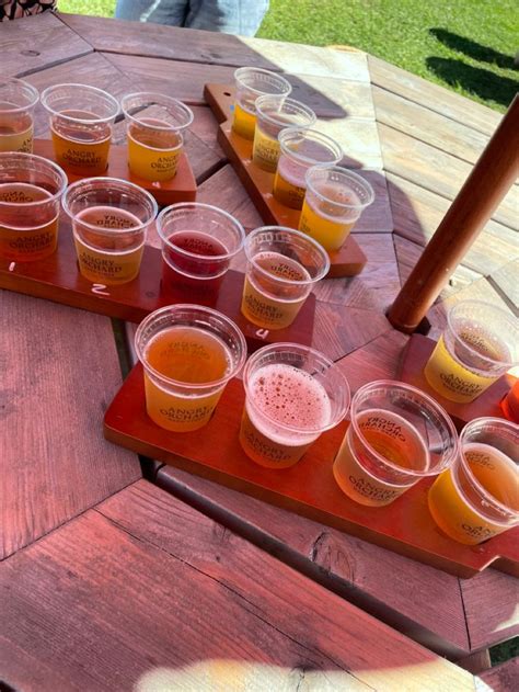 Many small tasting cups of various hard ciders on the picnic table outside on a beautiful fall ...