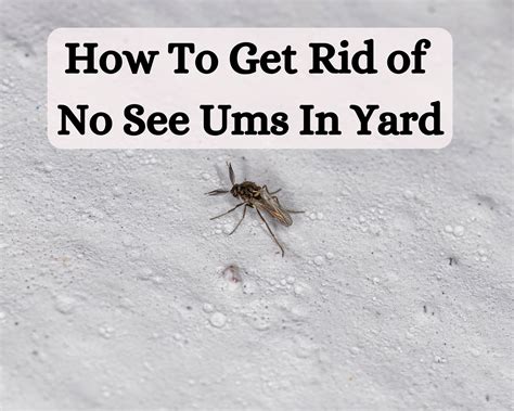 How To Get Rid of No See Ums In Yard