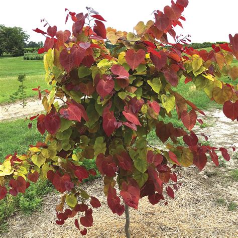 Cercis Canadensis Flame Thrower Eastern Redbud | SiteOne