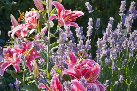 Perennial Cutting Garden Design