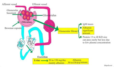 Microalbuminuria – Labpedia.net