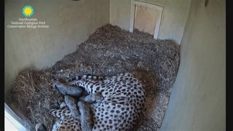 Smithsonian Zoo Cheetah Cam: Help name the baby cubs! | wusa9.com