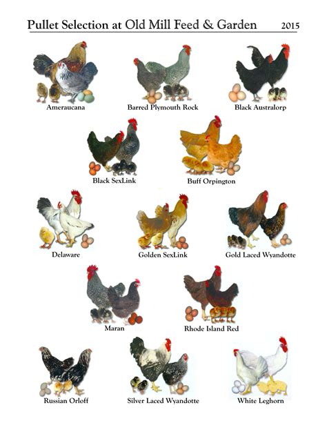 6 Things To Think About Before Getting Chickens - Stay at Home Mum | Chicken breeds chart ...