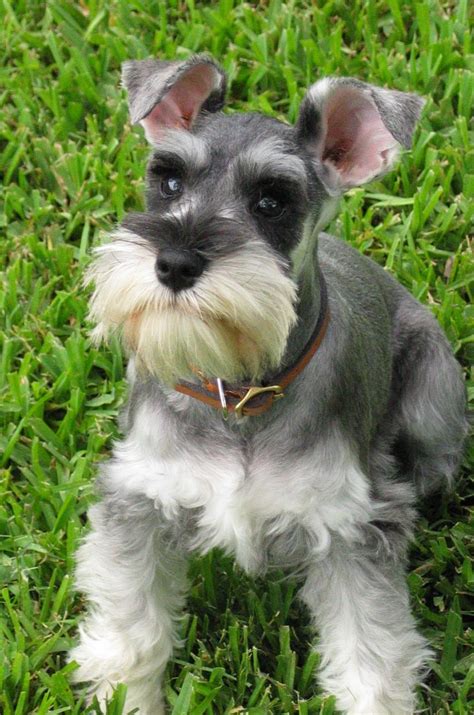 Nice Schnauzer, Standard dog photo and wallpaper. Beautiful Nice Schnauzer, Standard dog pictures