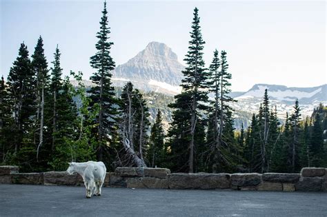 5 Best Places to See Wildlife in Glacier National Park - The National ...