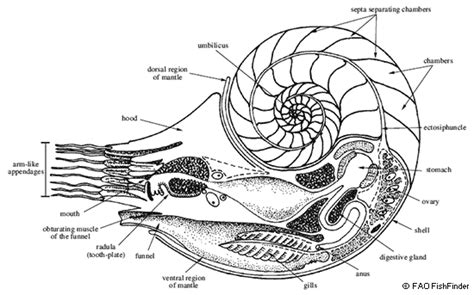 Chambered Nautiluses ~ MarineBio Conservation Society