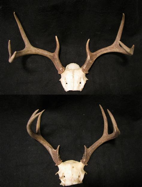 White Tailed Deer antlers by BluesCuriosities on deviantART