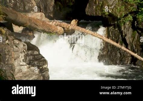 Fish struggle to jump onto the small waterfall to migrate upstream to ...