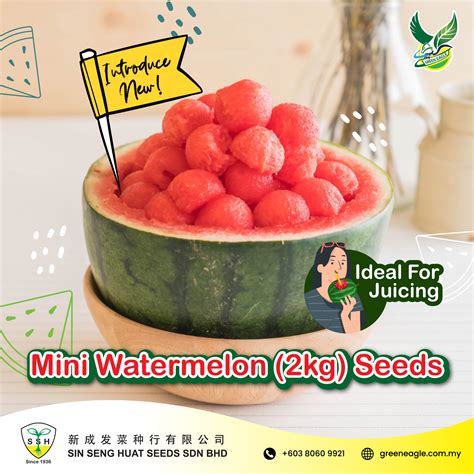 Mini Watermelon Seeds Distributor Malaysia - Green Eagle Seeds