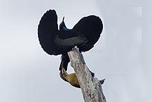 Bird-of-paradise - Wikipedia