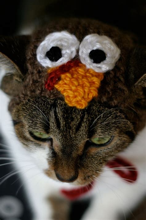 READY TO SHIP: The Turkey Cat Hat Thanksgiving Fall Pet | Etsy | Pet costumes, Cat hat, Pets