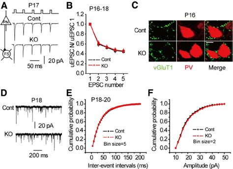 The initial formation of glutamatergic synapses on FS basket cells was... | Download Scientific ...