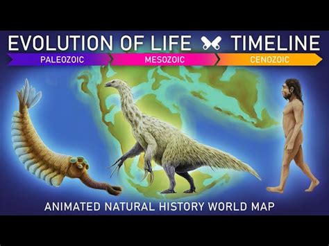 Human Evolution Timeline For Kids