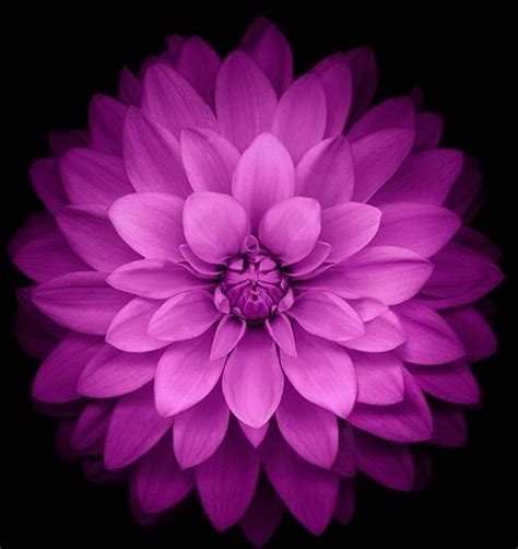 Magenta flower | Purple flowers wallpaper, Flower desktop wallpaper, Iphone wallpaper photography