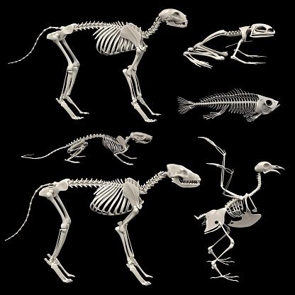 Animal Skeletons Stock Photo - Download Image Now - iStock