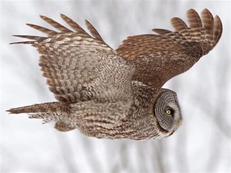 Great Gray Owl Flying