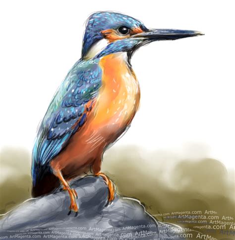 Birds: Kingfisher