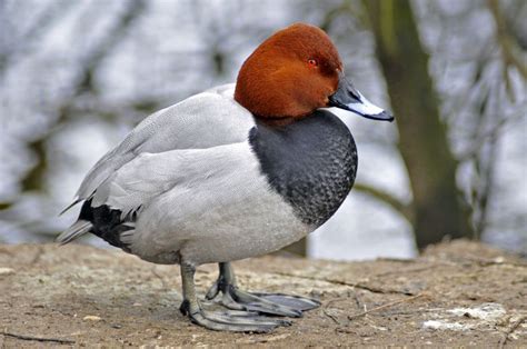 Common Pochard | Common birds, Beautiful birds, Wildlife pictures