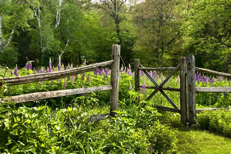 Gardening 101: Lupine | Gardenista: Sourcebook for Outdoor Living | Bloglovin’