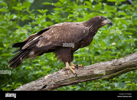 Eagle Gallery: What Does A Female Bald Eagle Look Like