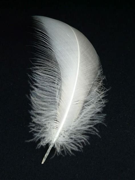 Swan feather Feather Drawing, Feather Art, Feather Tattoos, Free Pictures, Free Images, Stock ...