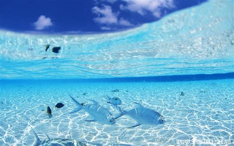 Ocean Life Wallpaper HD - WallpaperSafari