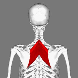 Rhomboids - Physiopedia