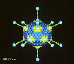 Capsid | Function, Structure & Examples - Video & Lesson Transcript | Study.com