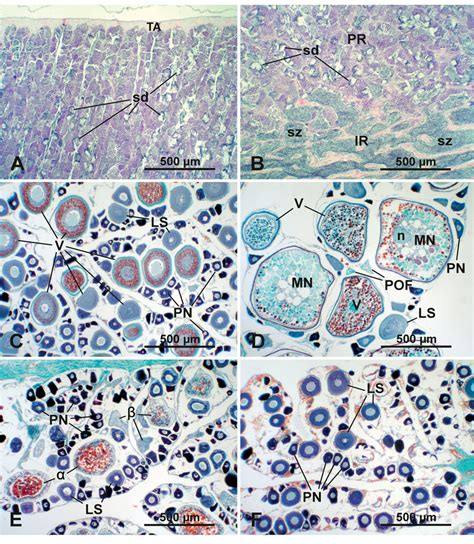 Thunnus thynnus. Micrographs of transverse sections of bluefin tuna ...