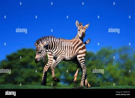 Gran's zebras, foals, playing (Equus quagga boehmi), Boehmzebras, Grantzebras, Fohlen, spielend ...