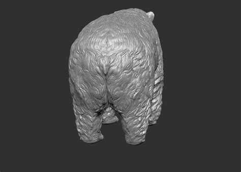 Polar bear realistic model - TurboSquid 1281326