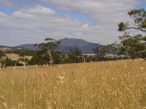 Native grasses and pastures | Native pasture management | Land and ...