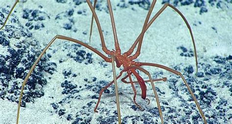 Sea spiders in Antarctica breathe through holes in their legs - Earth.com