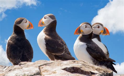 Puffins Free Stock Photo - Public Domain Pictures