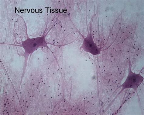 Nervous and Muscle tissue