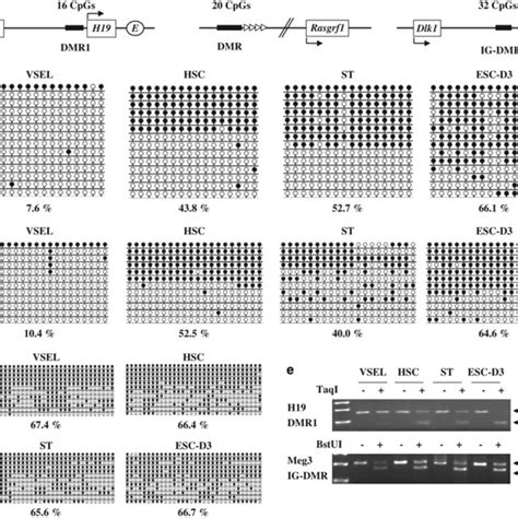 Erasure of genomic imprinting for paternally methylated imprinted genes ...