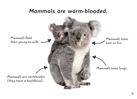 First Facts: Koalas - Blake Education (9781925425901) Educational Resources and Supplies ...