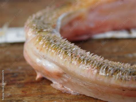 jaws of wels catfish small teeth in a bone arch silurus glanis Stock Photo | Adobe Stock