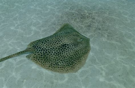 Leopard Whipray | Endless Ocean Wiki | FANDOM powered by Wikia